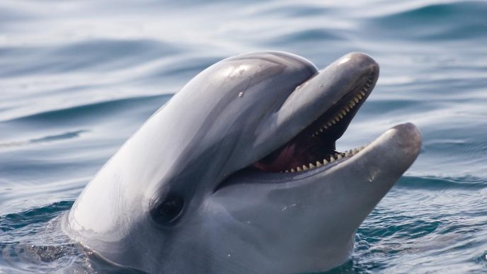 dolphin