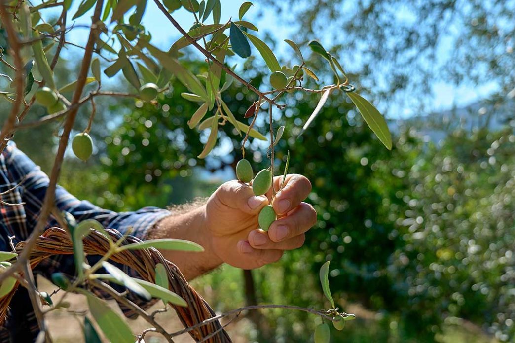 Yaşar Üniversitesi DEEPFARM projesi