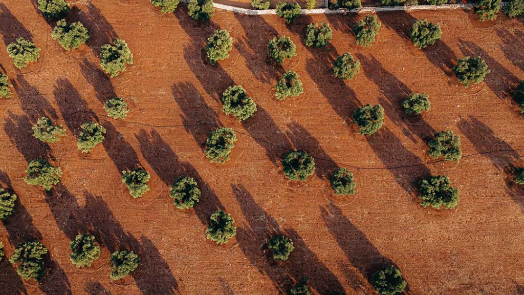 Yaşar Üniversitesi’nden DEEPFARM ile Tarımda Yapay Zeka Adımı Yaşar Üniversitesi’nden DEEPFARM ile Tarımda Yapay Zeka Adımı